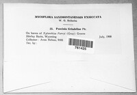 Puccinia grindeliae image
